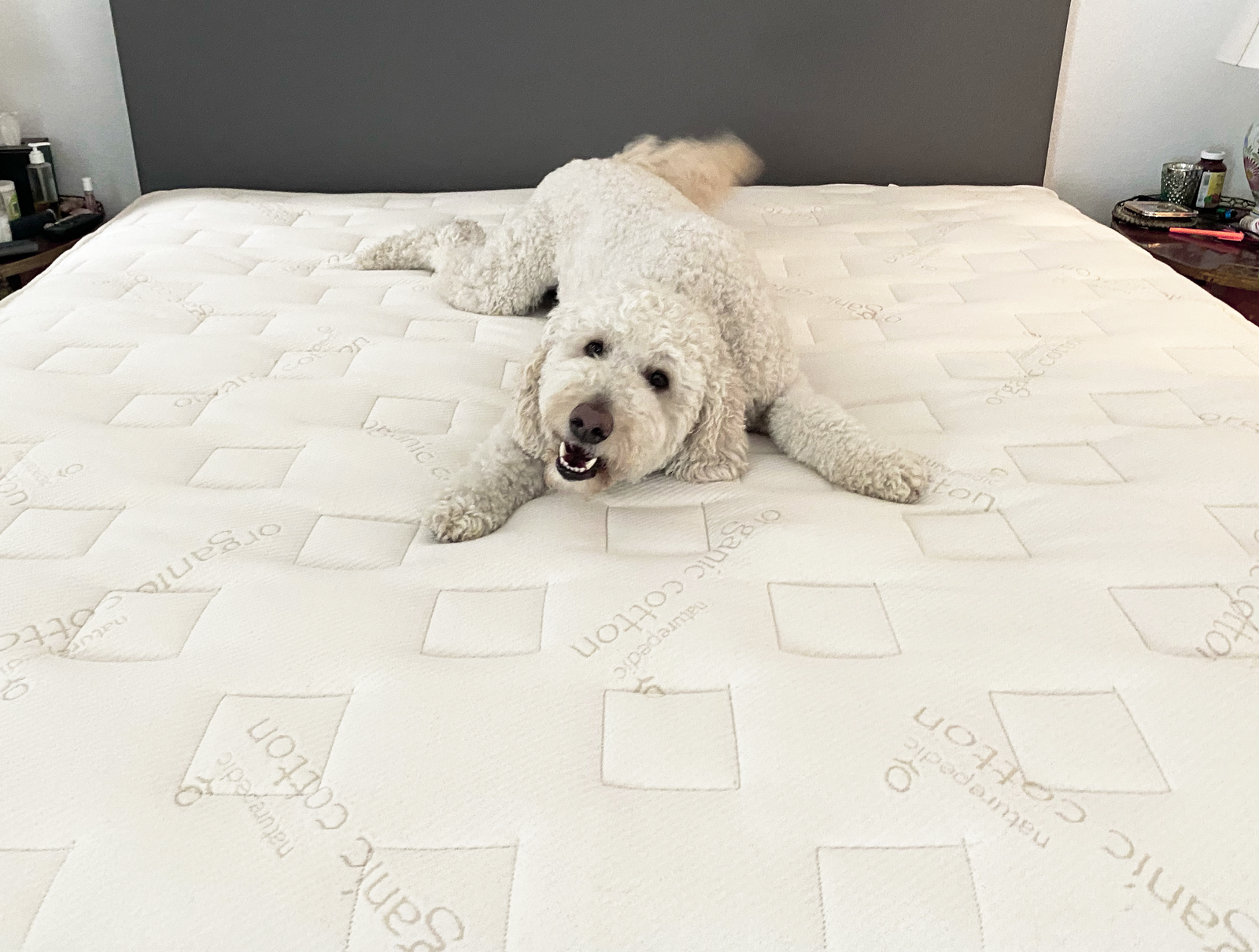 dog on bed
